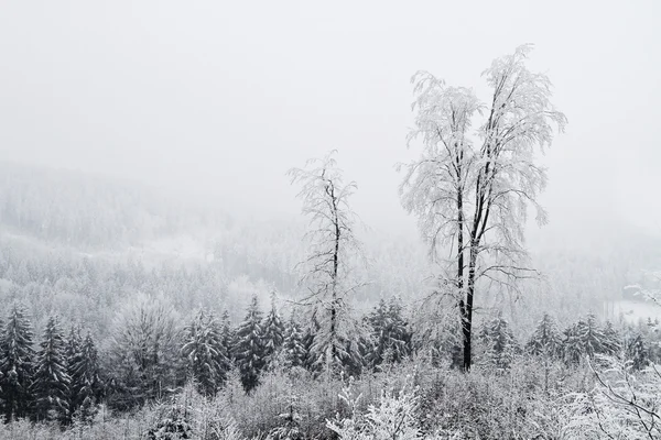 Solidão no inverno — Fotografia de Stock