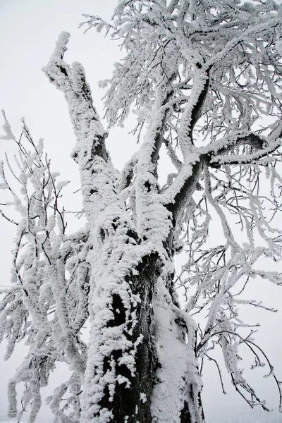 Detalj av träd med snö — Stockfoto