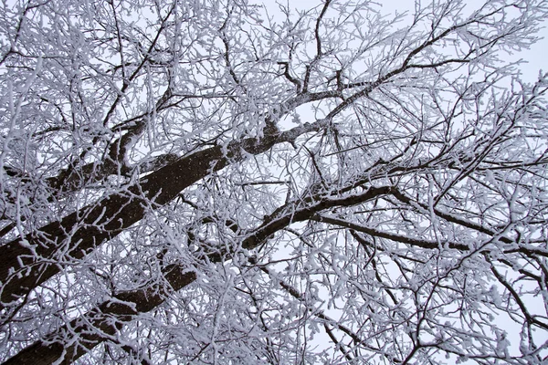 Alberi in inverno — Foto Stock