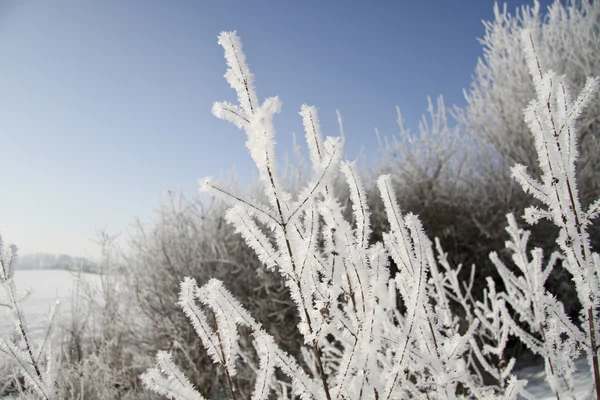 Alberi in inverno — Foto Stock