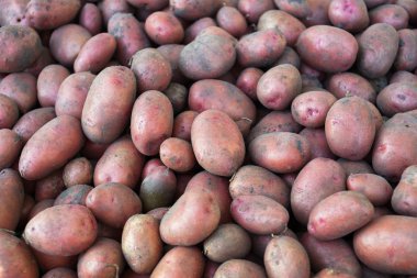 Sadece yere kadar kazdık patates yığını