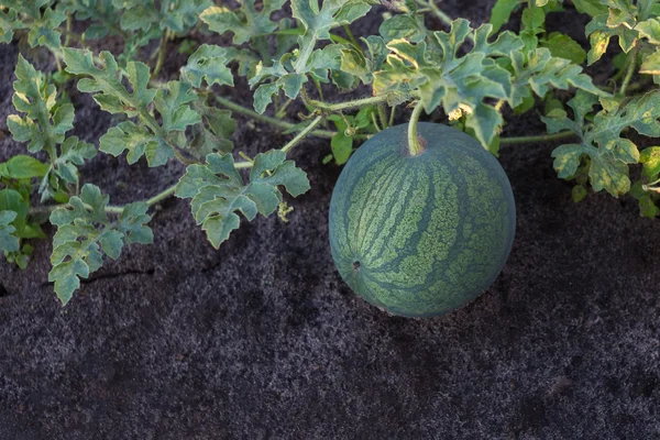 Reife Wassermelone auf einer Plantage Stockbild