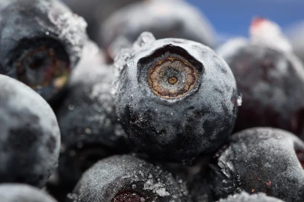 Blaubeeren. Makro. Nahaufnahme. Geringe Sichttiefe. Stockfoto