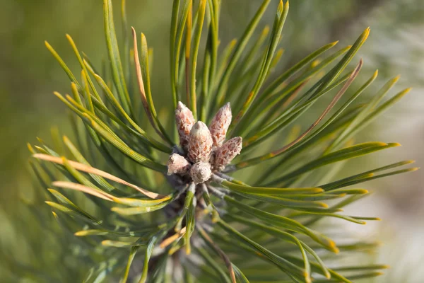 Gemme di pino. Macro. Vista da vicino . — Foto Stock