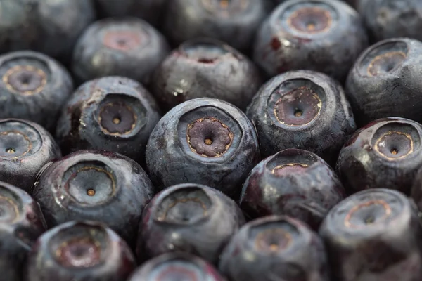 Viele ungefrorene Blaubeeren. Makroansichten. Nahaufnahme. lizenzfreie Stockbilder