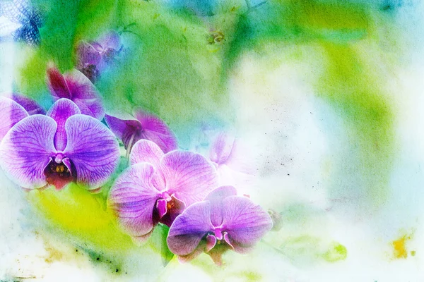 Abstraktní akvarel ilustrace květu phalaenopsis orchideje. — Stock fotografie