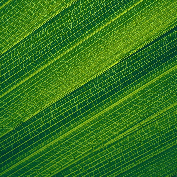 Astratto sfondo creativo di modello foglia di palma . — Foto Stock