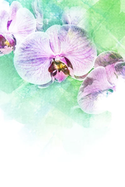 Illustrazione astratta dell'acquerello del orchid del fiore . — Foto Stock