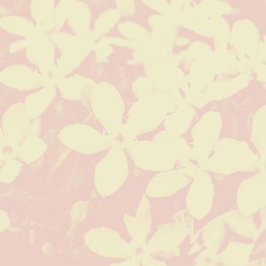 Closeup çiçek yaratıcı arka plan.