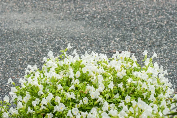Torenia eller wishbone blomma — Stockfoto