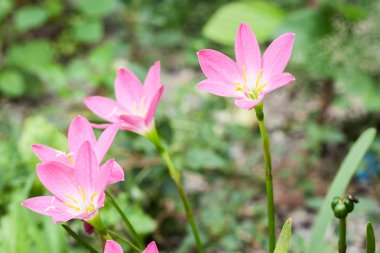 pembe zephyranthes çiçek (yağmur lily)