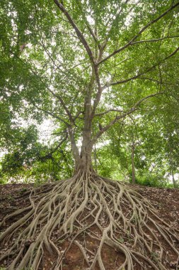 banyan ağacı kökünün.