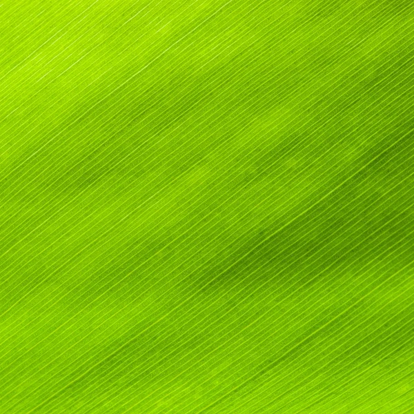 Texture of leaf — Stock Photo, Image