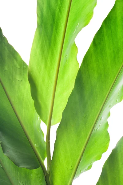 Texture of leaf — Stock Photo, Image