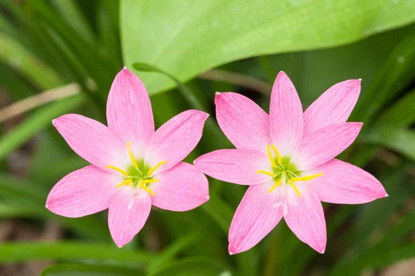 Roze zephyranthes bloem (regen lily) — Stockfoto