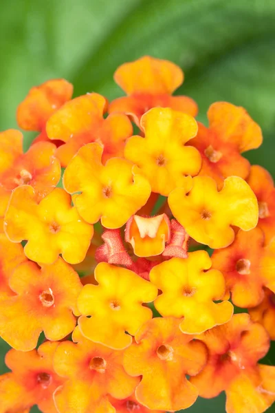 Lantana camara — Stock Photo, Image