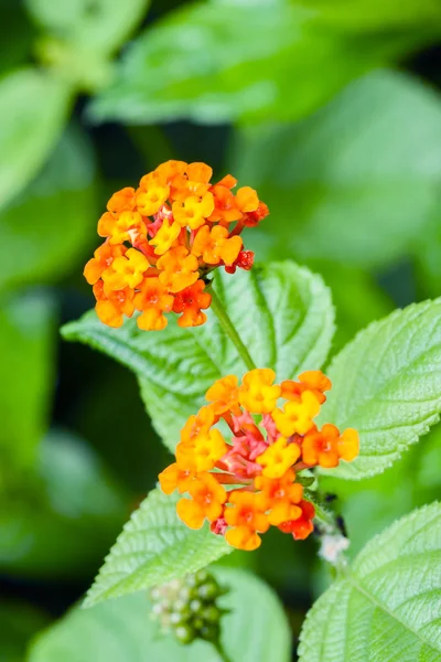 Lantana camara — Foto Stock