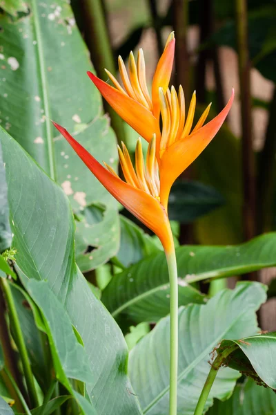 Bird of paradise Royalty Free Stock Images