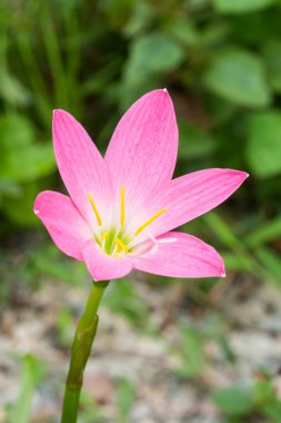 pembe zephyranthes çiçek (yağmur lily)
