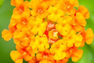 Lantana camara
