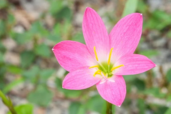 Roze zephyranthes bloem (regen lily) — Stockfoto