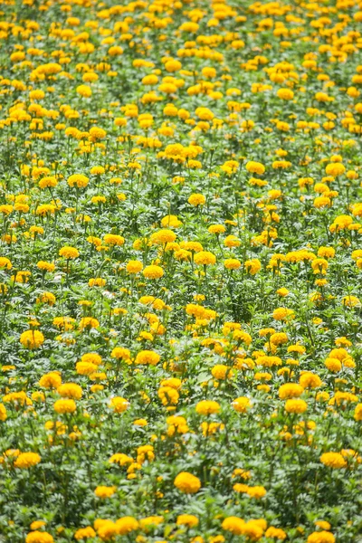 Campo de flores de caléndula (Tagetes erecta) — Foto de Stock