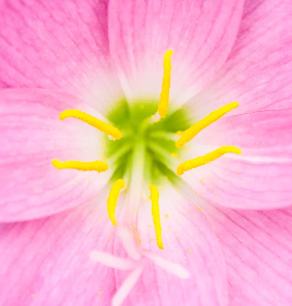 Цветок розовой гирантии (Rain Lily) ) — стоковое фото