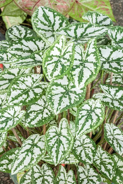 Caladium (královna listnaté rostliny) — Stock fotografie