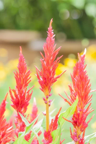 Rode celosia bloem — Stockfoto