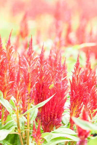 Red celosia flower — Stock Photo, Image