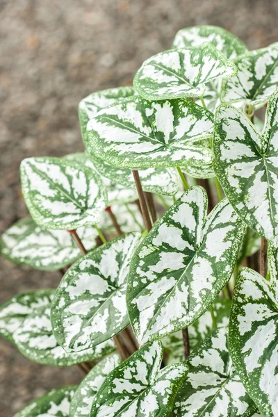 Caladium (queen of the leafy plant) — Stock Photo, Image