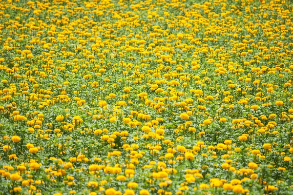 Campo de flores de caléndula (Tagetes erecta) — Foto de Stock