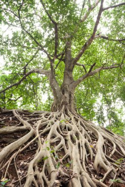 banyan ağacı kökünün.