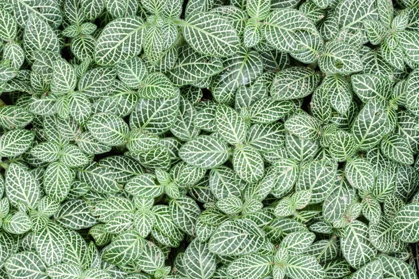 Pattern of leaf — Stock Photo, Image