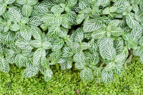 Pattern of leaf — Stock Photo, Image