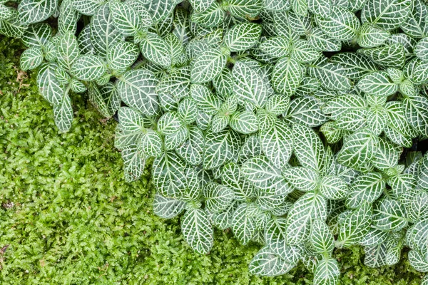 Pattern of leaf — Stock Photo, Image