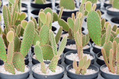 Mammillaria, kaktüs