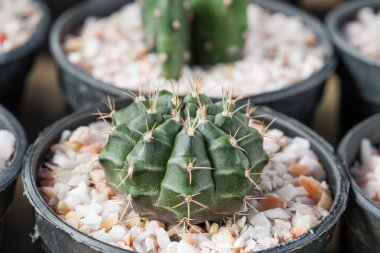 Mammillaria, kaktüs
