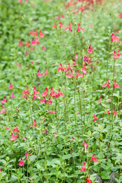 Mooie rode bloem. — Stockfoto