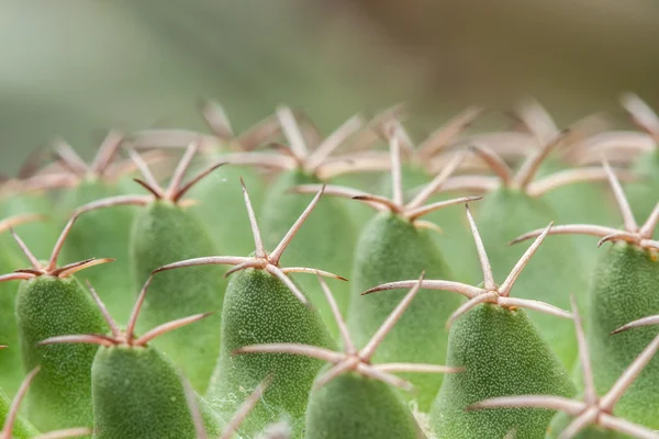 Mamilaria, Kaktus — Zdjęcie stockowe