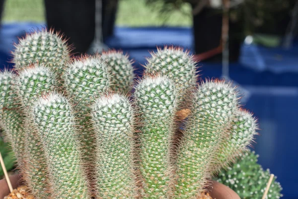 Mamilaria, Kaktus — Zdjęcie stockowe