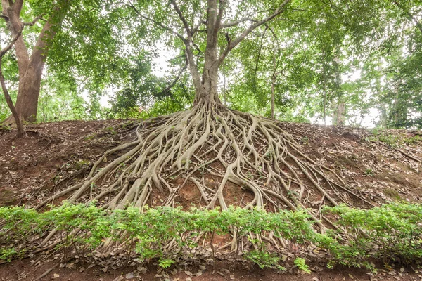 Raiz de banyan tree . — Fotografia de Stock