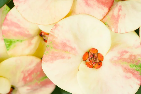 Euphorbia milii, Coroa de espinhos, Cristo Espinho — Fotografia de Stock