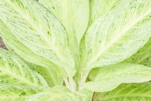 Caladium (koningin van de groene plant) — Stockfoto