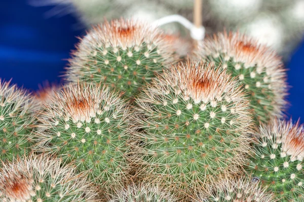 Mamilaria, Kaktus — Zdjęcie stockowe