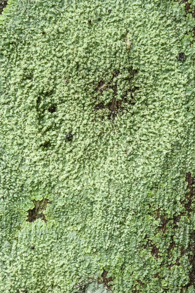 Lichene — Foto Stock