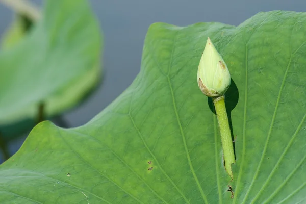 Jeune fleur de lotus — Photo