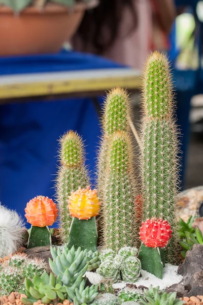 Mamilaria, Kaktus — Zdjęcie stockowe