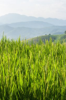 Genç dağ arka plan ile Başak.