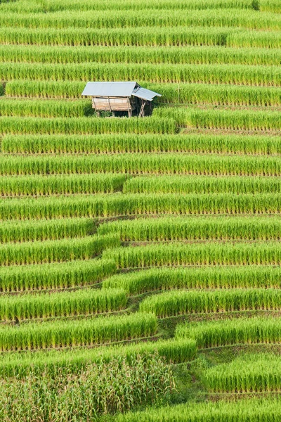 Ryżu pola taras z shack Mae Jam, Chiangmai, Tajlandia. — Zdjęcie stockowe